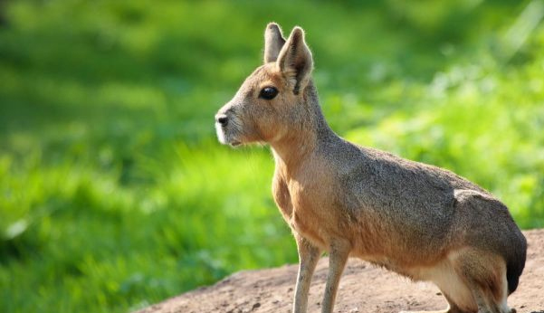 G�rmedi�imiz ilgin� hayvanlar