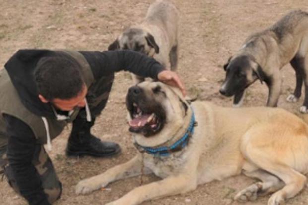 Dudak uçuklatan Kangal fiyatı