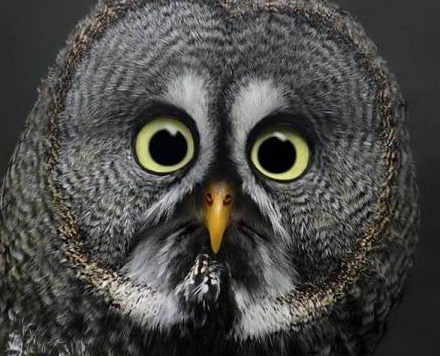 Yok b�yle bayku� 