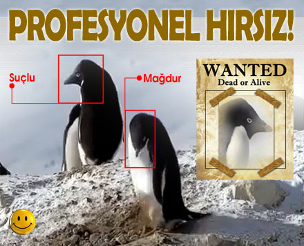 H�rs�z penguen